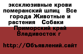 эксклюзивные крови-померанский шпиц - Все города Животные и растения » Собаки   . Приморский край,Владивосток г.